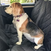 ΚΑΛΥΜΜΑ ΚΑΘΙΣΜΑΤΟΣ ΓΙΑ ΚΑΤΟΙΚΙΔΙΑ - DOG SEAT COVER Προστασία Καθισμάτων americat.gr